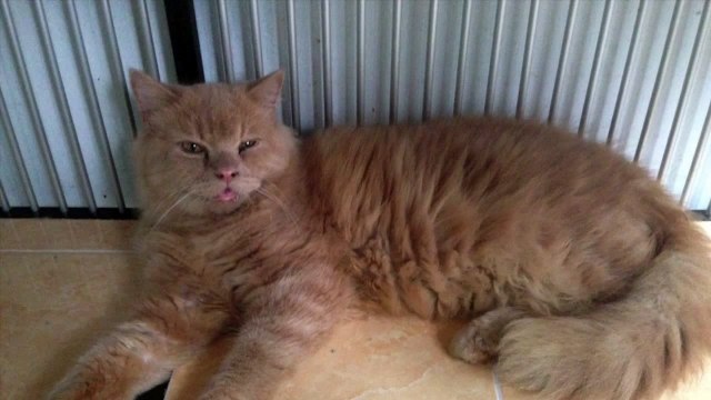 Manfaat Biskuit Kucing Untuk Kucing