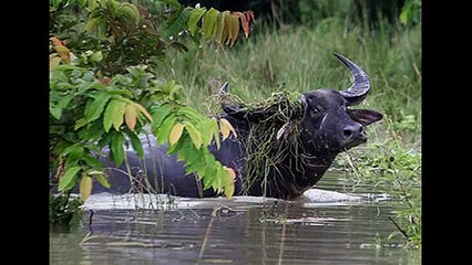 De gevaarlijkste dieren top #10