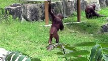 Children orangutans to walking on two legs.
