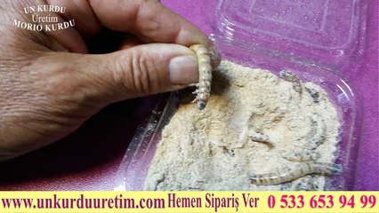 Balıklar için canlı yem morio kurdu www.unkurduuretim.com