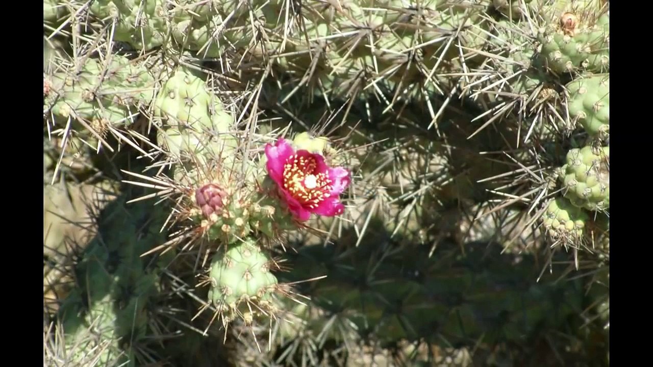 See the "Island of the Blue Dolphins" - San Nicolas Island, CA
