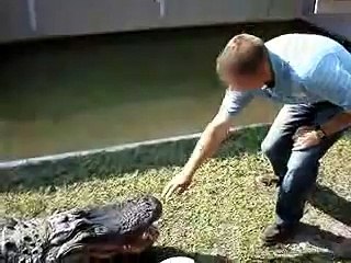 Crocodile bites a man hand off