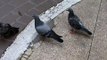 Rock Pigeons (Rock Doves) in Thailand
