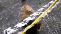 黒柴クロ 妊娠？ 母猫と遭遇 Shiba Inu Kuro VS Mother Cat