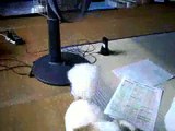 鼻ペちゃ垂れ耳チワワ　チョコ（２）　Charming dog chihuahua