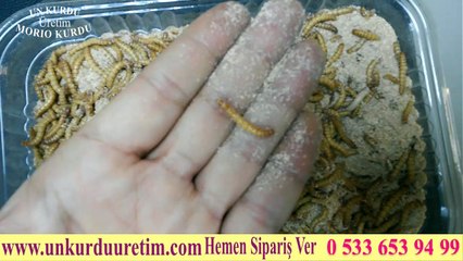 Un Kurdu Üretim Yeri www.unkurduuretim.com