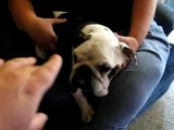 Head tremors in a bulldog