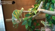 Male Yemen Veiled Chameleon Eating Locusts