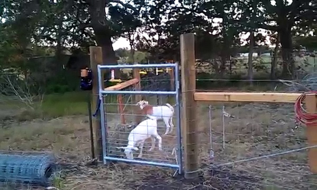 electric fence take 2 aka adventures of elisabeth the incredible jumping goat