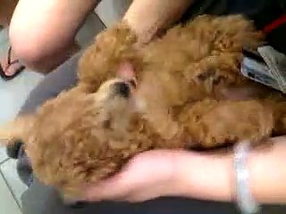 funny poodle puppy who likes to sleep....