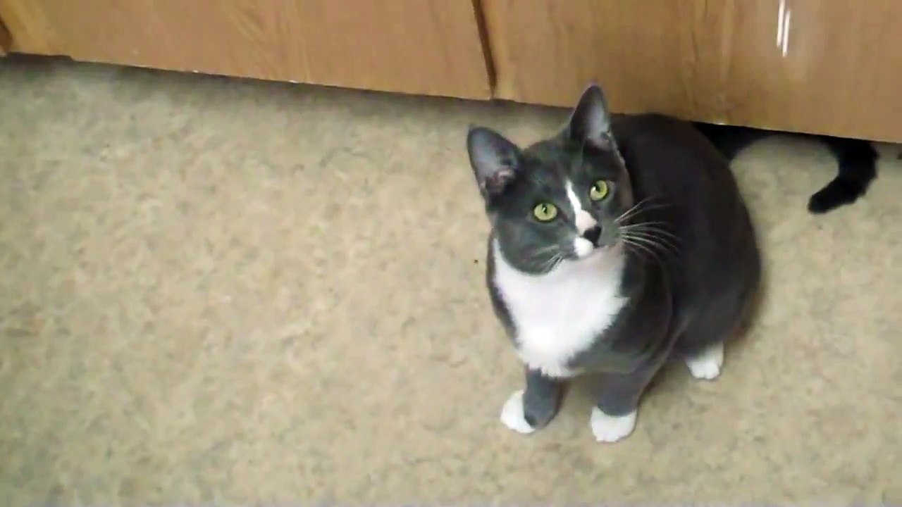 Playful Kitty Catches Bubbles