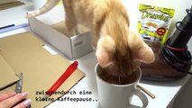 Selbst gemachtes Katzen Spielzeug - Kratzbrett - follow Salt&Pepper