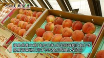ふくしまの桃～安全・安心の取組み　店頭PRイベント開催
