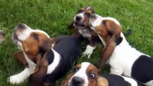 Basset Hound puppies howling