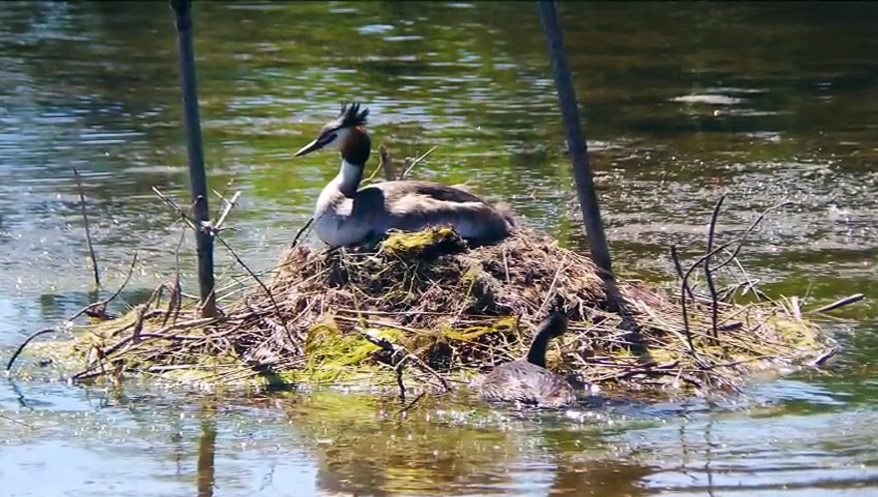 Le Teich mai 2015