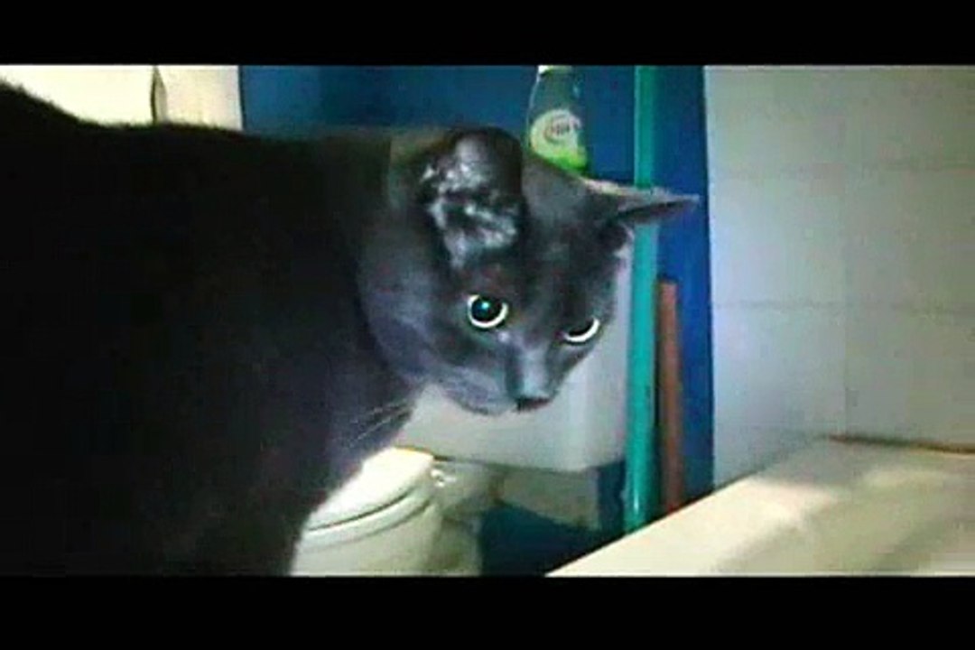 Re: silly kitty  STILL wont let me take a bath...