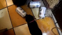 Perro con problemas de alcoholismo
