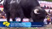 Cow Fighting in the Swiss Alps: Alpine village of Aproz in Switzerland hosts cow fighting finals