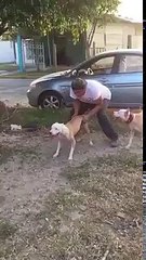 Watch : How High can a Pit Bull Jump