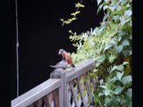 Places to fly, worms to eat! A story of baby robins.