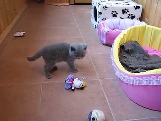 Британский котенок играет с игрушками