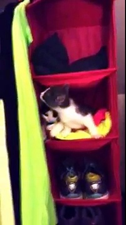 Cats In A Shoe Rack