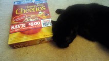 Cheerios The Cat.