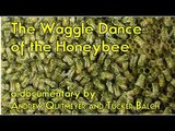 The Waggle: Robot Bee Communicator