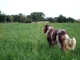 hunting dog training picardy spaniel