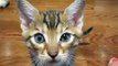 Savannah cat kittens, Too Fast