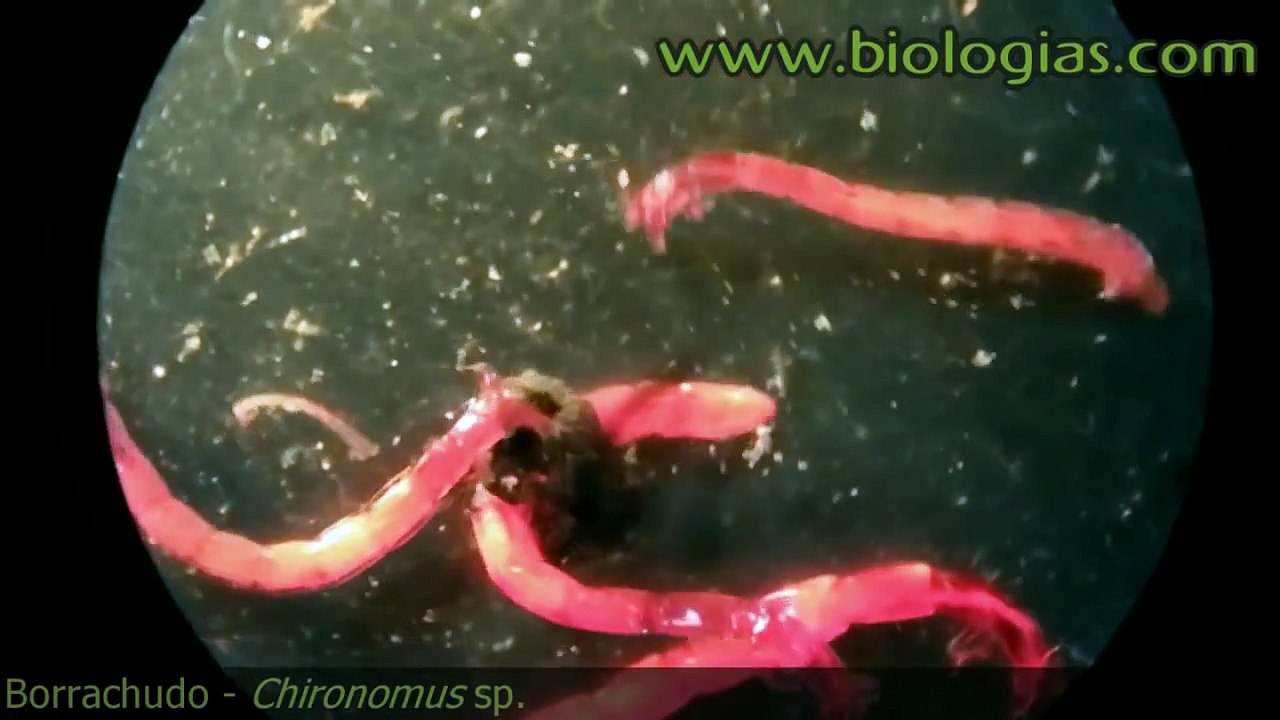 Larva Borrachudo - Chironomus sp.