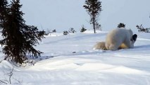 北極熊母子親密互動(POLAR BEAR MOTHER AND NEWBORN CUB )by 朱建銘(James Bond Chu)