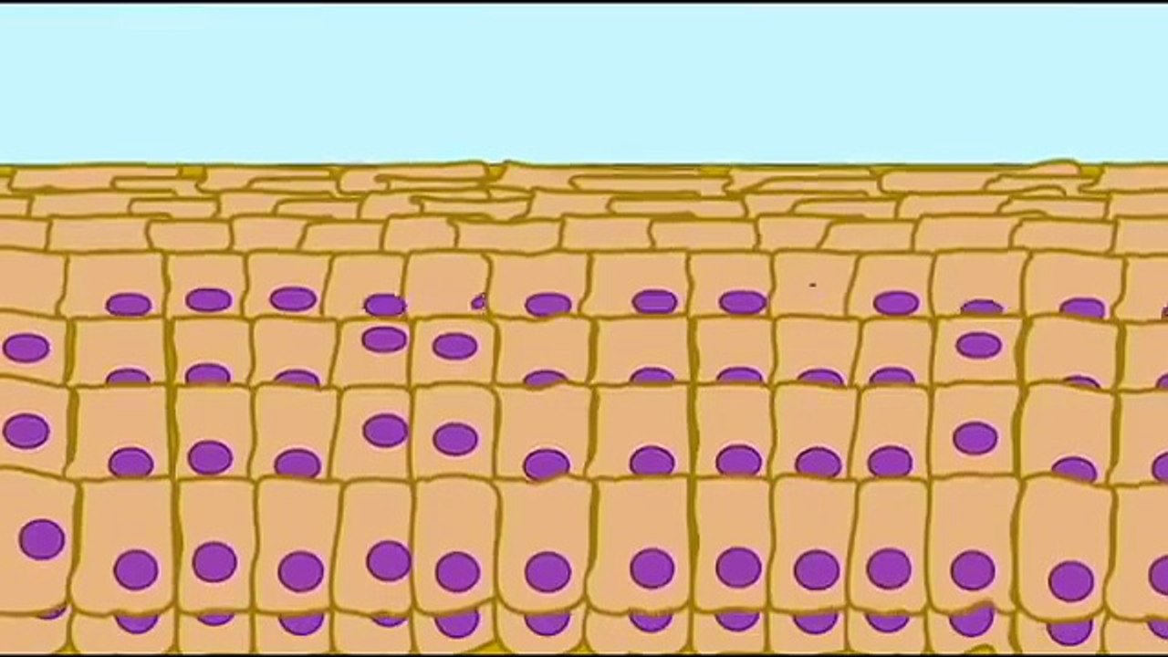 AP1: SKIN: KERATINIZATION IN EPIDERMIS