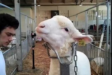 Awesome Sheep Bleat