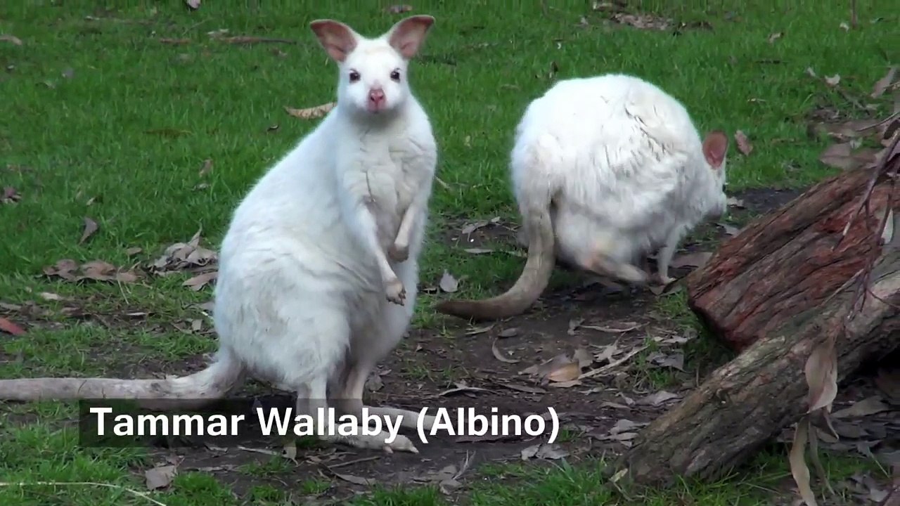 Tammar Wallaby (Albino)
