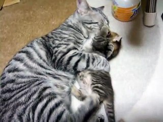 マンチカン Munchkin　母猫　子猫 Mother & Son