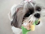 Shih Tzu dog Lacey playing with her Mr. Elf squeaky toy