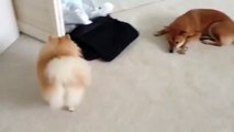 Clever Shiba Inu Ellie uses dog biscuit to fish for Pomerainian Mr. Jack - MUST WATCH