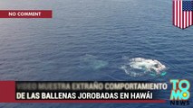 Avión no tripulado captura increíbles imágenes de una ballena jorobada en Hawái