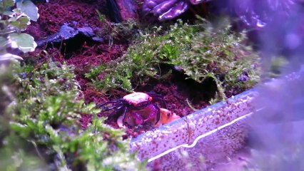 Geosesarma sp. "Vampire" Crabs (Vampier krab)