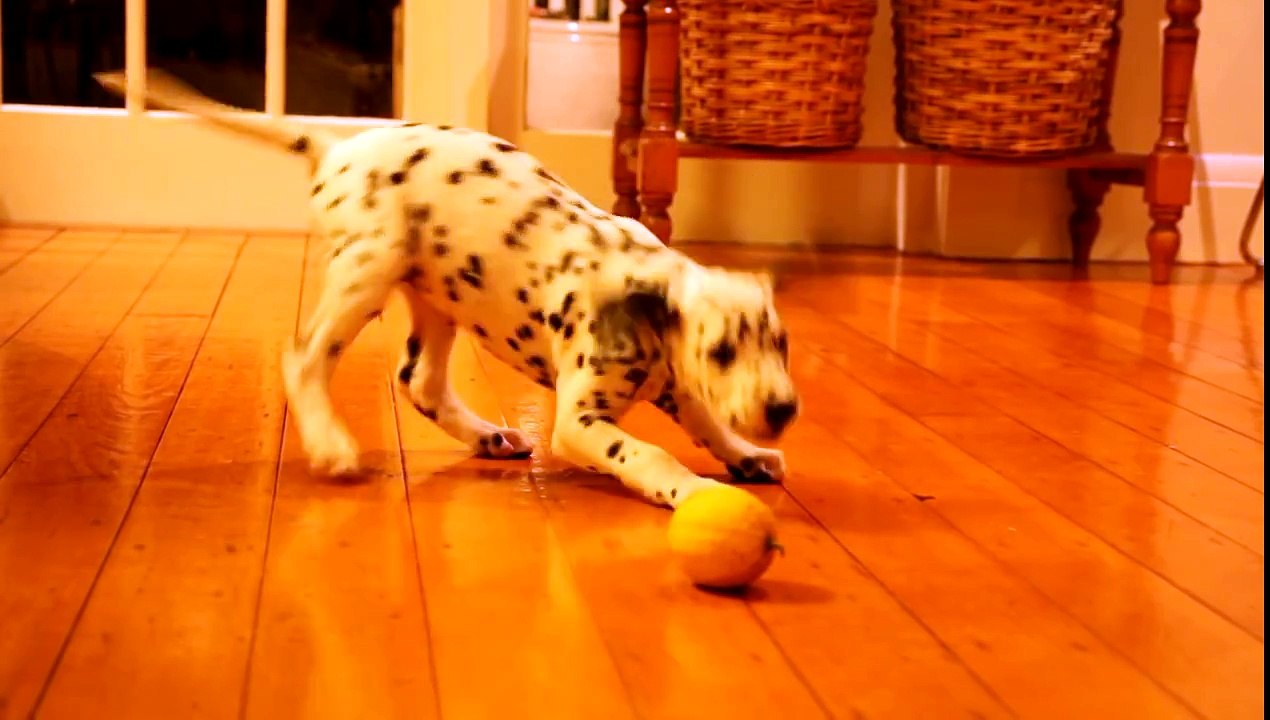 Dalmatian Puppy vs. Lemon