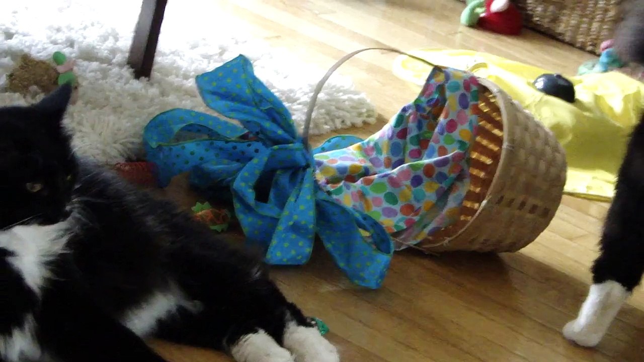 Easter cat fight 2014