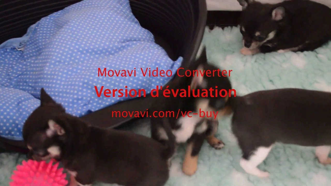 Bébinoux  5 semaines . Blue Ice de la Isla Encanatada x I'm Précious Des Etoiles d'Ambre