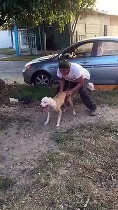 Dog Climbing Flat Wall
