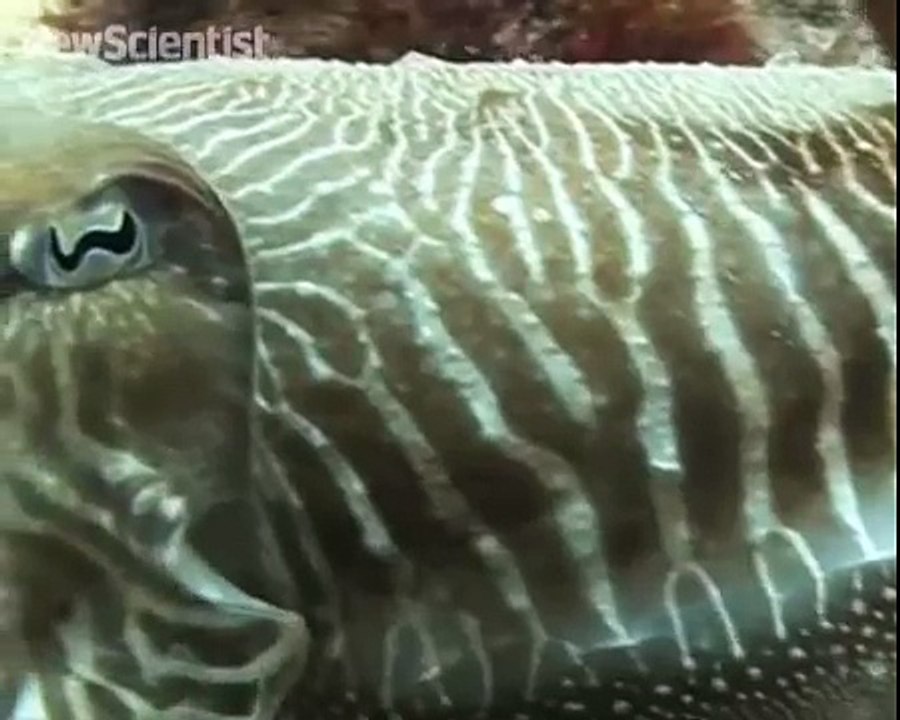 Do you speak cuttlefish?
