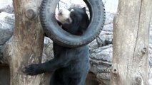 Sun bear cub play with tire.タイヤで遊ぶマレーグマの子供。