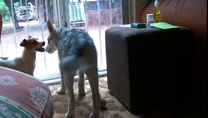 Loki our Native American Indian Dog