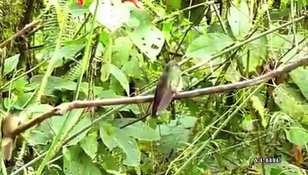 Ecuador - El Pais del Colibri