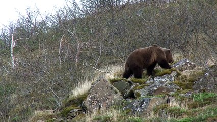 2014 Alaska Peninsula Brown Bear Hunting.
