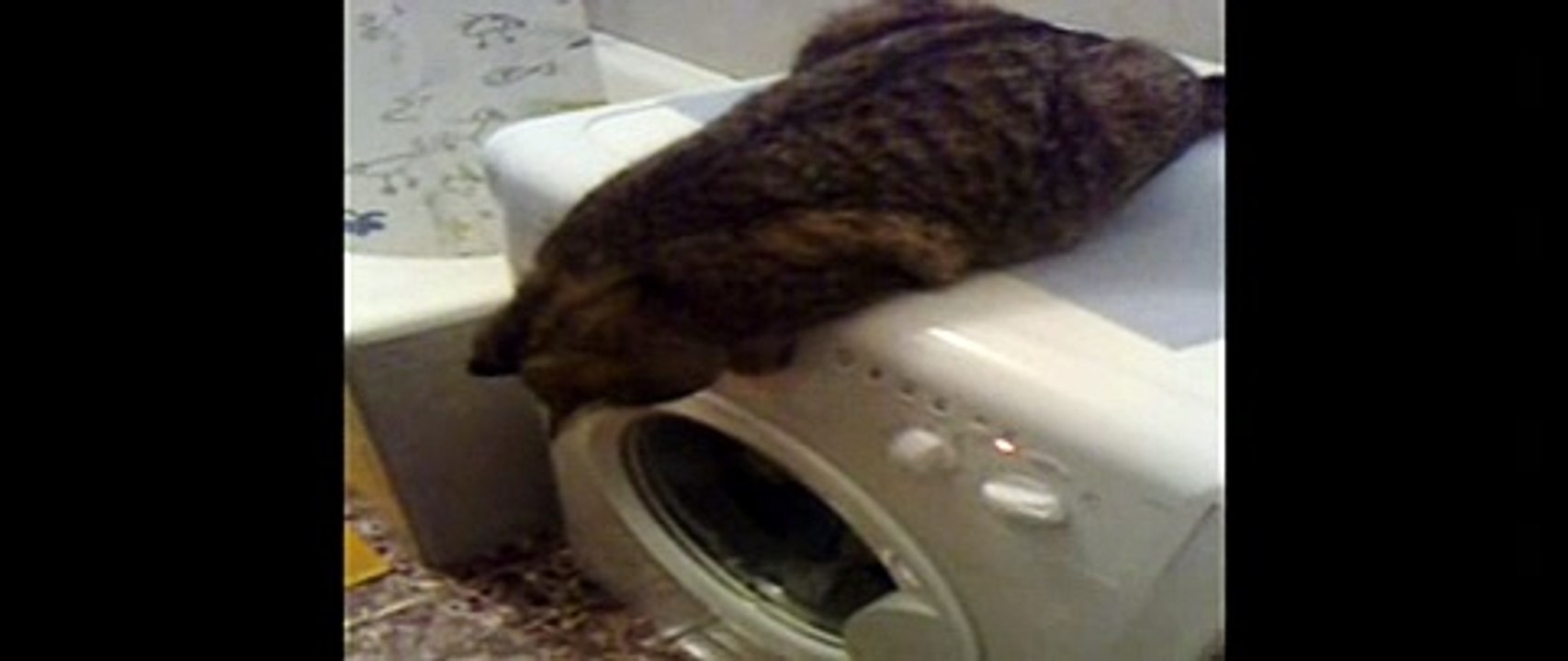 TITTA E LA LAVATRICE CAT WASHING MACHINE